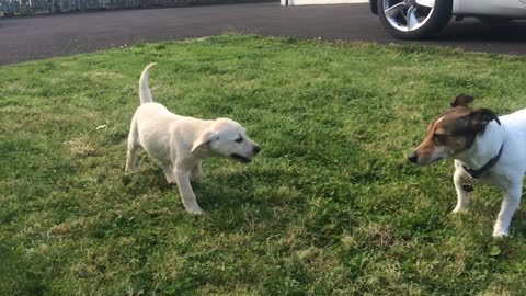 Labrador puppy meets her Jack Russell sister for the first time