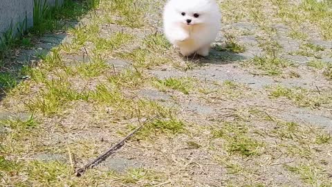 Happy Puppy White Pomeranian