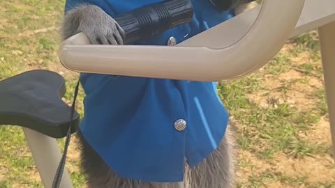 Raccoon tries to stretch his short legs to ride a bike in the park