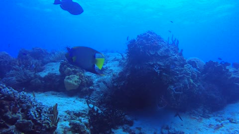 Cozumel SCUBA Diving Tormentos Reef Queen Angel Fish