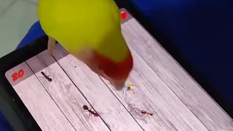 Parrot playing with a Tablet killing mosquitos