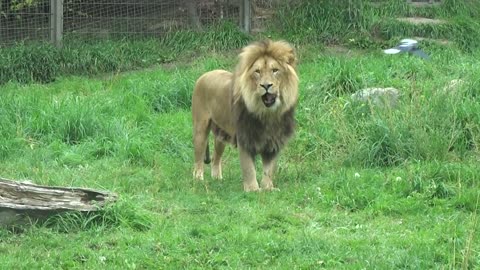 Aslan & Baruti at Calgary Zoo