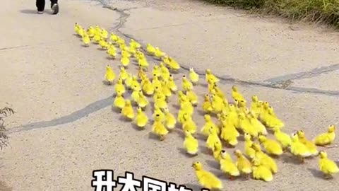 100 Little duck with little kid friend