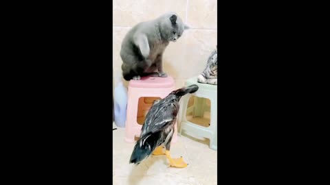 Cat vs Duck Fight