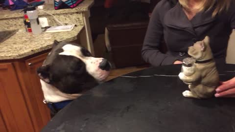 Pit bull weary of mini pit bull salt and pepper holder