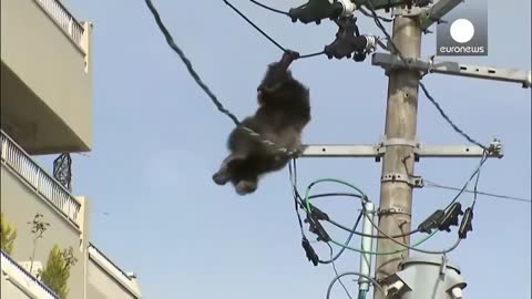 Animals Getting Shocked | Animals Electrocuted By Powerlines Funny