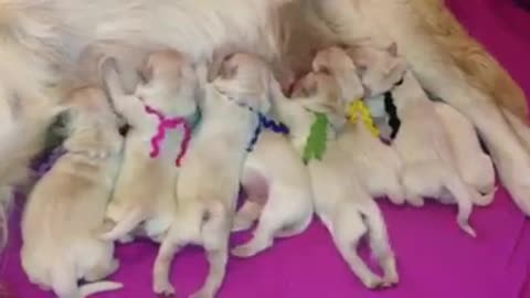 Nursing puppies make the most adorable noises ever