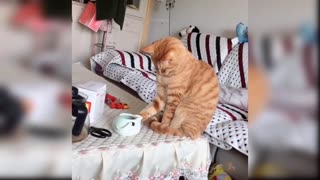 Funny animals - Funny cats