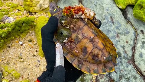 Lucky sea turtle were rescued in time to remove barnacles and the net clinging to the shell