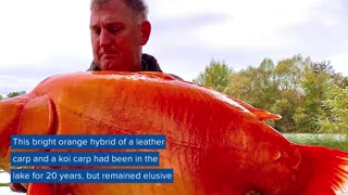 Giant goldfish-like fish caught in lake in France