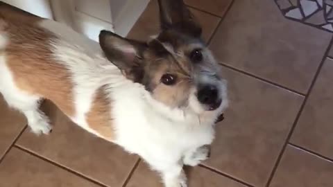 Smart Dog Knows Exactly What 'Walk' Means