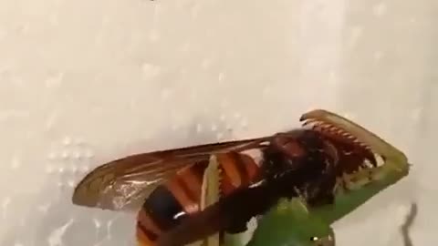 Praying Mantis vs. Hornet