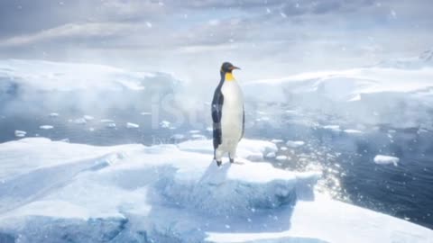 Penguin is nature