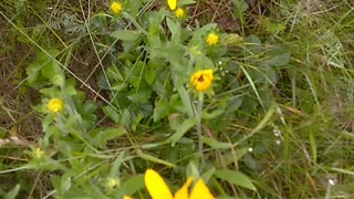 Black-eyed Susans