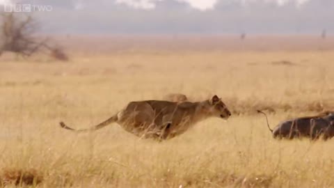 SHE'S GONNA EAT ME!- Hungry lion chases warthog - Natural World - BBC