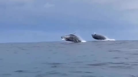 Whales Dancing - Double Breach 🐋