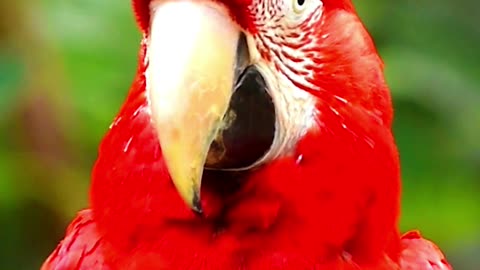 Beautiful parrot video