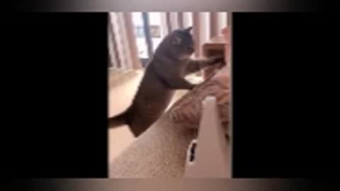 Cats funny video 2k24.