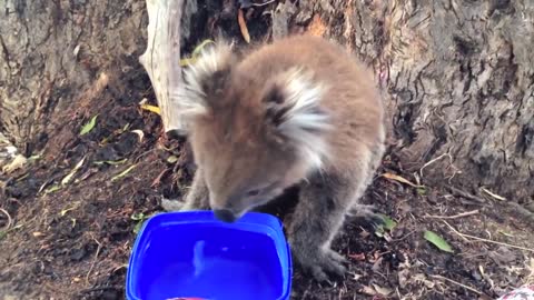 Adorable Thirsty koala