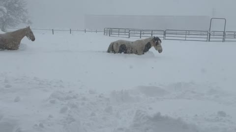 Horses Trudge Through Deep Snow