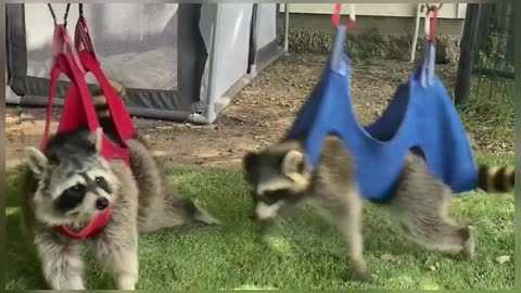 Adorable Raccoon Zip Line Therapy