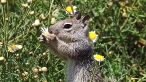 Animal a sunny beautiful video❤️