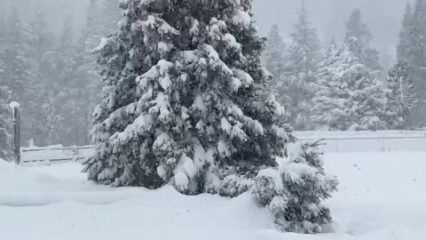 California Snow Falling February 27, 2023