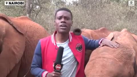 Baby elephant interrupts reporter's piece to camera