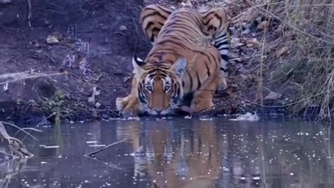 Tiger Animal World