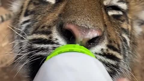 The tiger is drinking milk