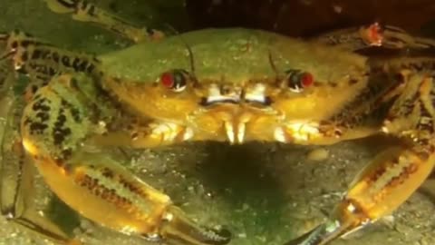 This Parasite Turns Crabs Into Slaves & You Won't Believe How It Controls Them!