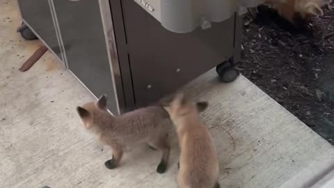 Baby Foxes Explore The Patio