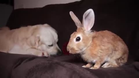 The dog brought the ball to his best friend rabbit so that they play together