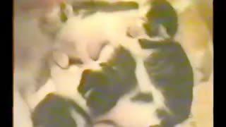 1999 - Nascimento dos gatinhos em 19 de setembro