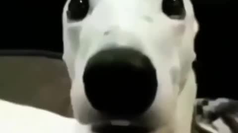 Scared meme dog