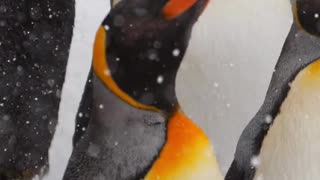 Amazing facts about Penguin | Interesting Facts