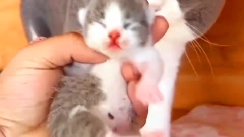 "Mother Cat vs Kitten: Heartwarming Moments of Love!"