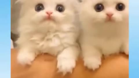 funny cute cat videos compilation Kitten & Cash
