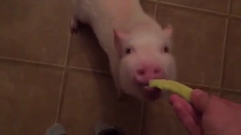 Cerdo miniatura devora su primer pickle