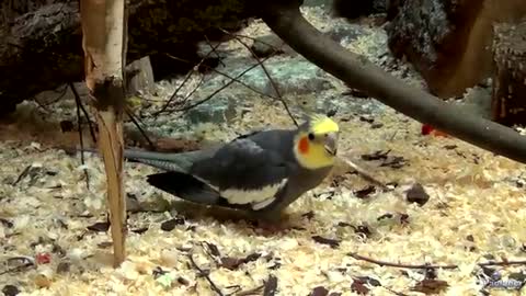 4K HDR Video – Beautiful Lovebird | Budgies and Cockatiel Birds Playing and Feeding