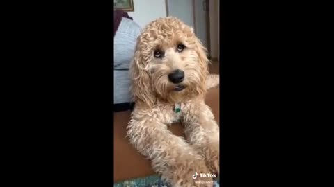 Funny Animal TikTok 10Min