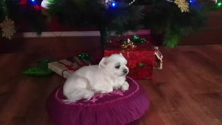 Doggie chilling out under the Christmas tree on her cushion