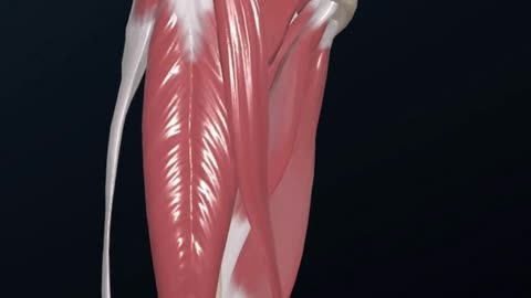 The flexion of the hip