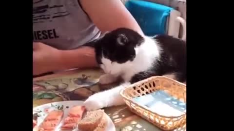 Don't try to contain your laughter when seeing the funniest cats in the world