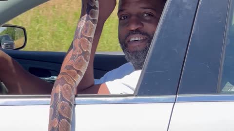 Guy Driving with Pet Snake in Chicago