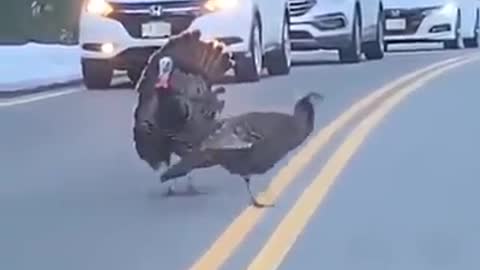 Dad Turkey helping his family to cross a busy road