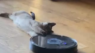 Siamese Cat Lets Roomba Drag Him Around