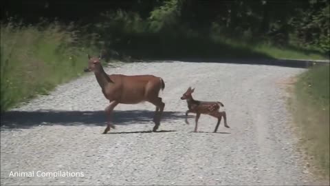 Baby deer [fawn] jumping and hopping cutest compilation