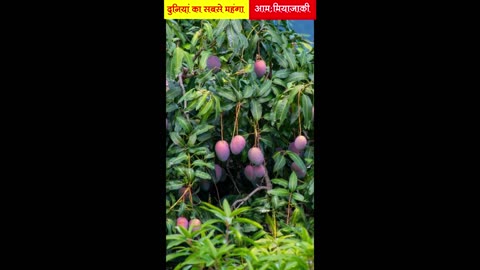 World's most expensive mango