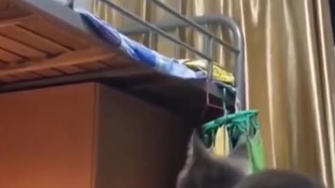 Cat jump fail lands on head